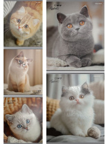 Тетрадь А5 48л кл. Проф-Пресс "Милые коты - 6" твин-лак, 5диз.в блоке