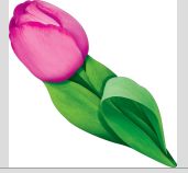 Украшение на скотче 20*8см  "Тюльпан"