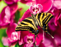 Календарь Трио  295*720мм на 2026г.  Бабочка и орхидеи