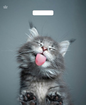 Пакет 45*38см (60мк) с вырубной укрепл. ручкой "Кот" Ламинат