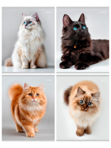 Тетрадь А5  96л кл. Проф-Пресс "Красивые коты - 3"