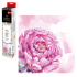 Мозаика алмазная по номерам на холсте (в рулоне) 30*30см "Розовый пион" Мозаика алмазная по номерам на холсте (в рулоне) 30*30см "Розовый пион"
