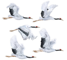 Комплект украшений на скотче 30*40см "Журавли" 5шт