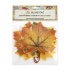 Декоративные элементы "Листья клён" 6шт