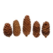 Декоративные элементы "Шишки еловые" 5шт