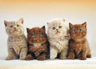 Календарь Трио  295*720мм на 2026г.  Моя семья