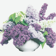 Салфетка "Сирень" 33*33см, 20 шт., 2-х слойная