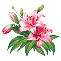 Салфетки бумажные 50л. 24*24см  Лилия, 1слой